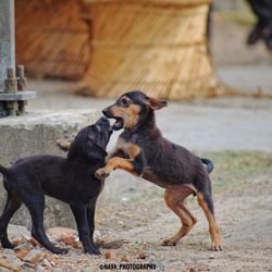 Dogs standing outdoors