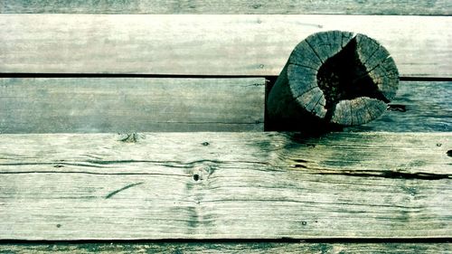 Close-up of lizard on wooden bench