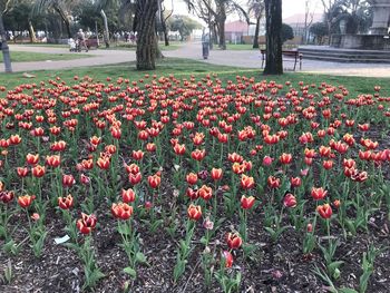 Red tulips in park