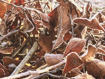 Close-up of dry autumn leaves on field