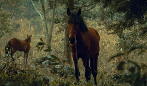 Horse standing on field