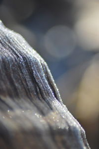 Close up of leaf