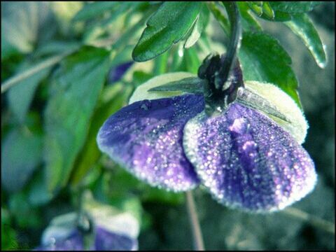 flower, purple, freshness, growth, close-up, fragility, beauty in nature, petal, focus on foreground, flower head, plant, nature, blooming, transfer print, auto post production filter, leaf, selective focus, in bloom, day, outdoors