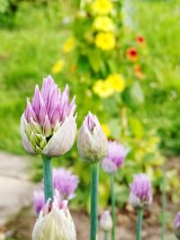 Close-up of purple flowers blooming outdoors