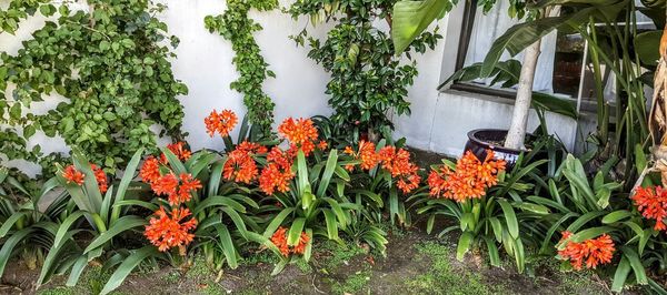 Plants growing in greenhouse