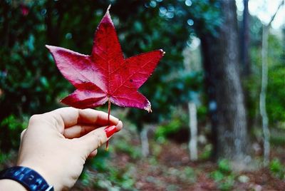 Close-up of hand holding maple leaf during autumn