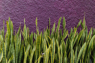 Close-up of crops growing on field