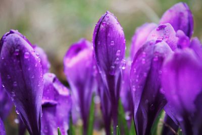 Close-up of wet purple crocus flowers