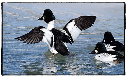 Close-up of birds in lake