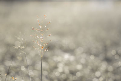 Close-up of plant against cloudy sky