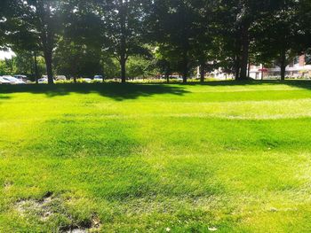 Trees growing in park