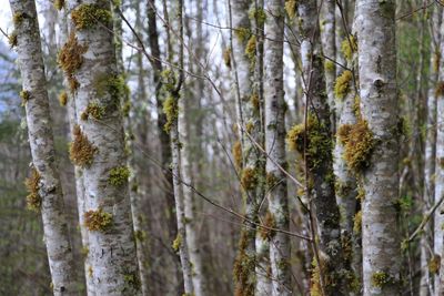 Close-up of pine trees in forest