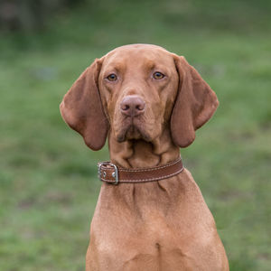 Portrait of vizsla on field