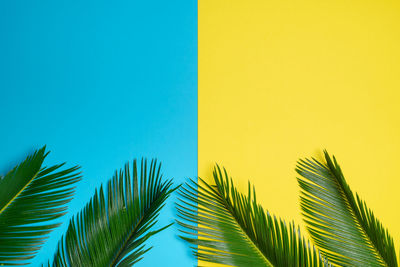 Palm leaves against colored background