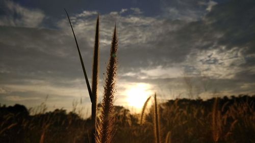 Close-up of stalks in field against cloudy sky