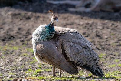 Close-up of peacock