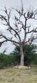 Bare tree on field against sky