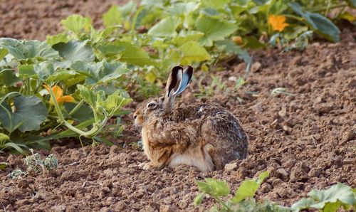 Rabbit in a field