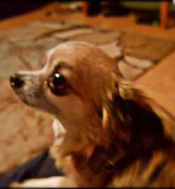 Close-up portrait of a dog