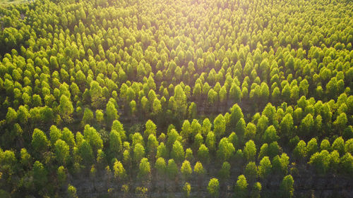 Trees in forest