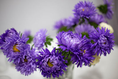 Close-up of purple flowering plants