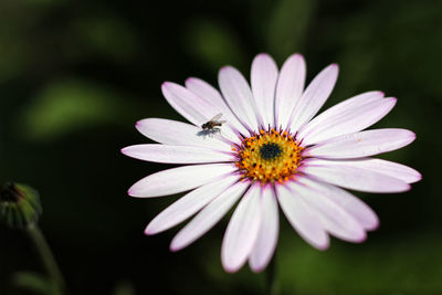 Close-up of bee pollinating flower