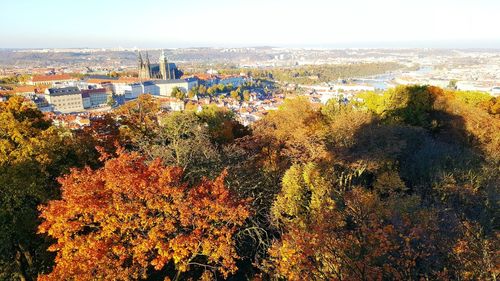 Trees in city against sky during autumn