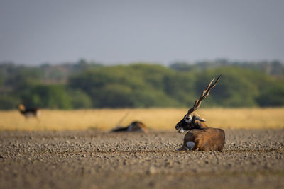 View of sheep on land