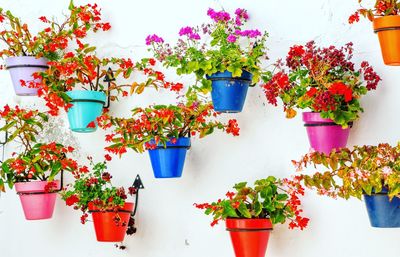 Potted plants against wall