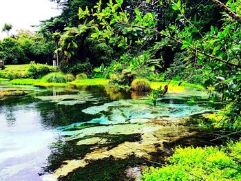 Scenic view of lake in forest