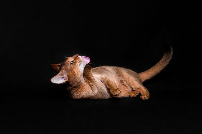 Dog looking away against black background