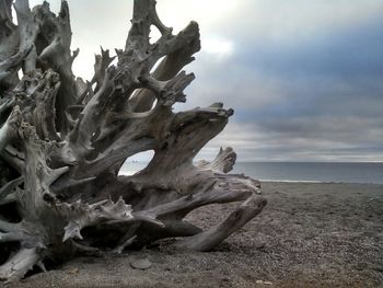 Close-up of tree trunk at beach against sky