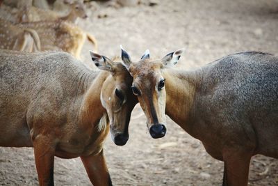 Portrait of horses standing outdoors