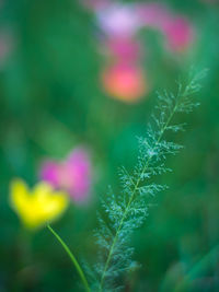 Close-up of plant against blurred background