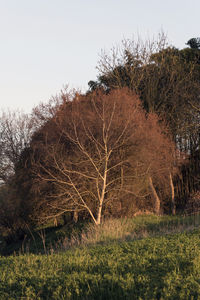 Bare tree on field against sky