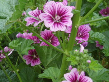 Close-up of flowers blooming outdoors