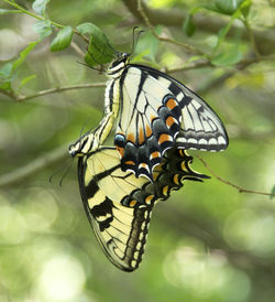 Close-up of butterfly pollinating