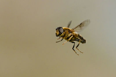 Close-up of fly