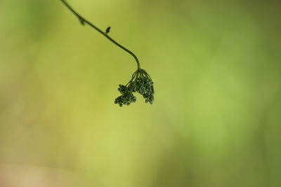 Close-up of plant