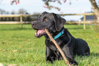 Portrait of a cute black labrador playing with a stick in the garden