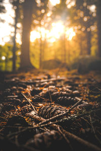 Scenic view of forest during autumn