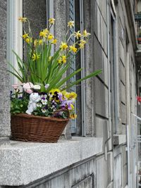 Plant growing on a wall