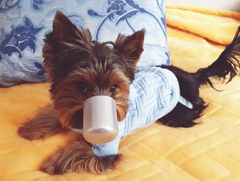 Portrait of dog relaxing on bed at home