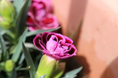 Close-up of pink rose flower