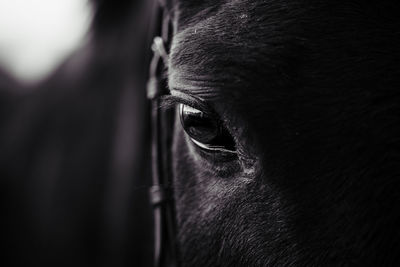 Black horse, eyes horse close up, , portrait of horse