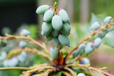 Close-up of berries growing on tree