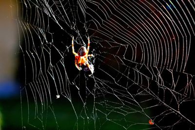 Spider web on web