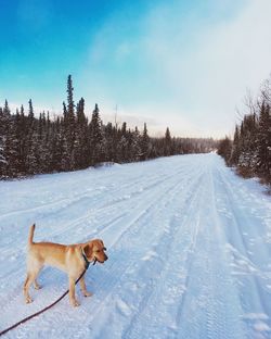 Dog on snow covered land against sky