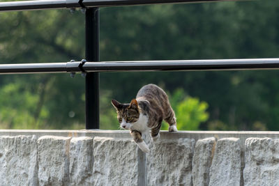 Cat on retaining wall