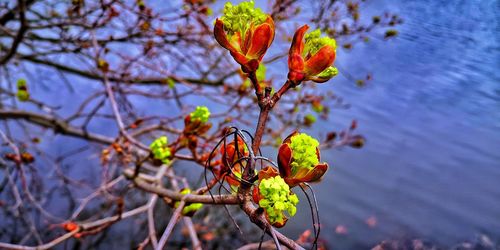 Close-up of fresh red flower buds on branch